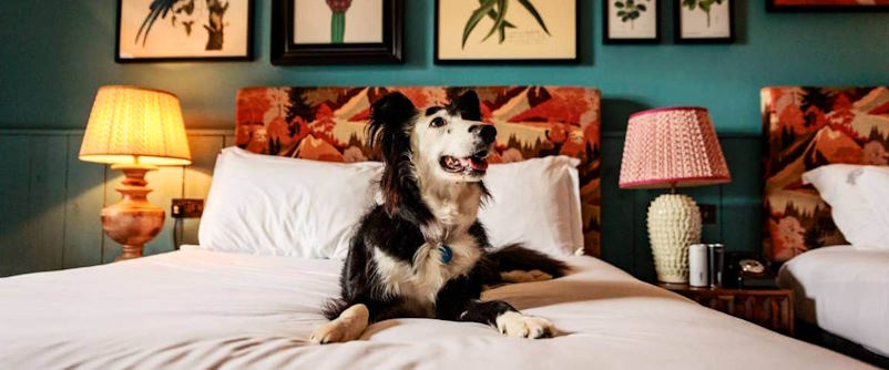 pet bed
