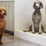 pet ownership